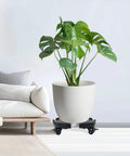 Heavy Duty Plant Caddy With Wheels 440 lb capacity holding a large potted plant in a living room setting.