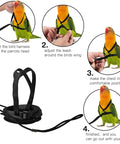 Step-by-step use of XL Parrot Harness And Leash Set For Outdoor Flight Training, Adjustable Anti Bite Design, with bird model.