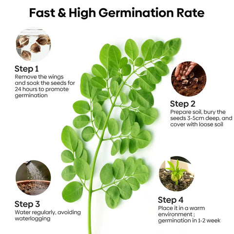 Premium Moringa Seeds For Planting 2 Ounce Pack With 140 Plus Seeds 100 Percent Natural Non GMO Easy To Grow Germination Up To 96 Percent For Home Garden Zone 9 To 11