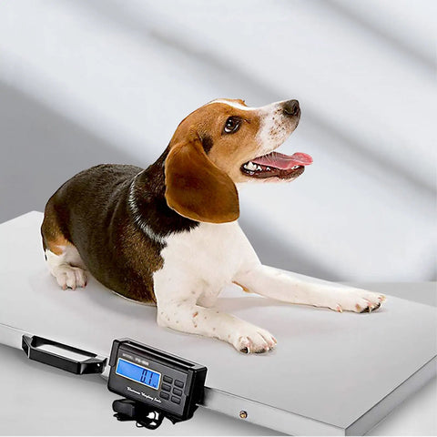 Real Deal Heavy Duty Digital Scale Built Like A Tank For Pets And Livestock With Roomy Stainless Platform And Slip Resistant Rubber Mat Heavy Hitter For Barn And Shipping Jobs with a beagle on the scale.