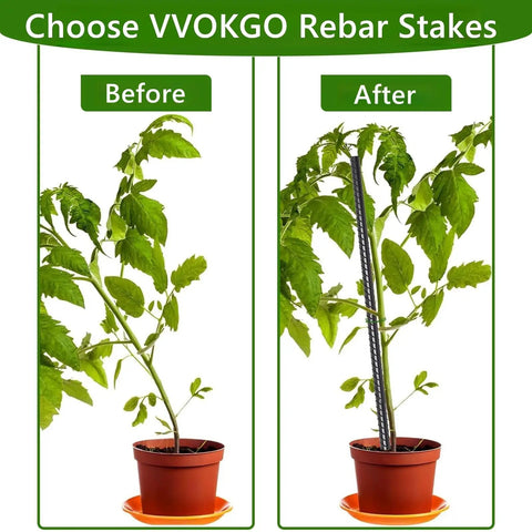 Before and after of tomato plant supported by 16 Inch Rebar Stakes For Concrete And Garden Projects, 54 Pack Heavy Duty Metal Spikes.
