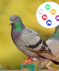 Pigeon wearing colorful leg ring from 200Pcs Pigeon Leg Rings Set For Easy ID Of Pigeons Parrots And Small Birds Colorful Clips