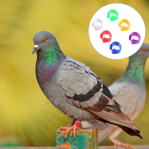 Pigeon wearing colorful leg ring from 200Pcs Pigeon Leg Rings Set For Easy ID Of Pigeons Parrots And Small Birds Colorful Clips
