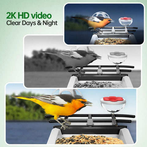 Solar Powered Bird Feeder Camera With 2K HD Live View Auto Capture And AI Species ID For 10,000 Plus Birds showing a bird feeding