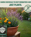 Garden Aromatic Herb Seed Kit For Mosquito Season With Six Seed Packets For Patio And Deck Includes Lavender Lemongrass Marigold Catnip Lemon Balm Basil And Six Coir Soil Discs in garden setting