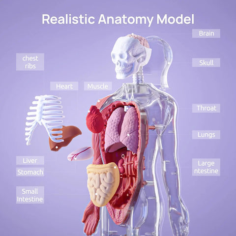 Interactive Human Anatomy Model For Kids With Talking Modes 11 Inch Realistic Anatomy Kit showing internal organs and labels.