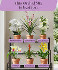 Orchid Potting Mix With Superior Aeration And Drainage For Thriving Orchids Peat Free Microbially Active Biochar Powered Soil For Orchid Plants Ideal For Indoor Gardening 4 Quarts shown with various orchid types in pots.