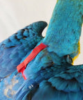 Blue parrot wearing an Adjustable Parrot Harness With Leash For Outdoor Flight Training 78.7 Inch Rope Kit For Small To Large Birds Skin Friendly Straps Easy On Easy Off Two Meter Length M Size