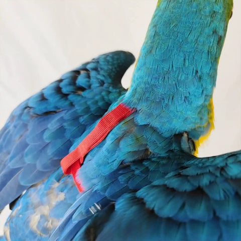 Blue parrot wearing an Adjustable Parrot Harness With Leash For Outdoor Flight Training 78.7 Inch Rope Kit For Small To Large Birds Skin Friendly Straps Easy On Easy Off Two Meter Length M Size