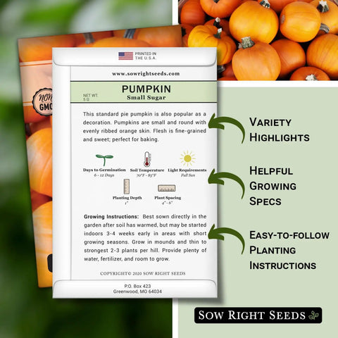 Small Sugar Pumpkin Seeds Heirloom Non GMO Pack For Planting Your Home Garden, Mini Orange Sugar Pie Pumpkin On Long Vines, Fast Growing, Sweet Flesh For Baking, Easy To Grow, Great For Decoration And Harvest