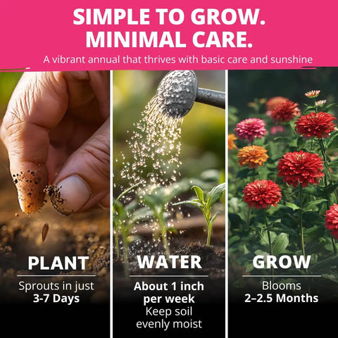 Zinnia Dahlia Seeds Pack 524 Premium Seeds For 2026 Non GMO Garden Blooms With Vibrant Double Flowers Planting Guide