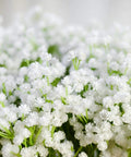 Close-up of delicate white flowers with tiny blooms, featuring green stems and lush foliage.