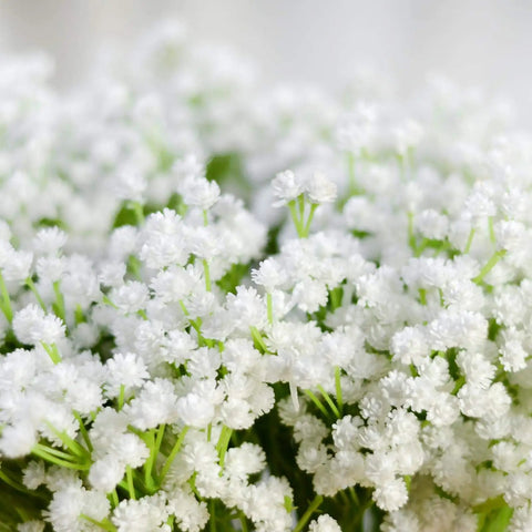 Close-up of delicate white flowers with tiny blooms, featuring green stems and lush foliage.