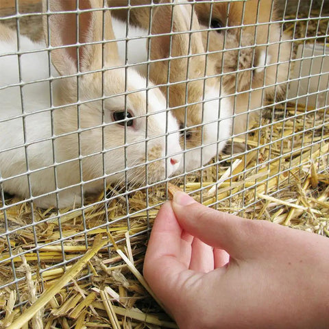 Rabbits behind Beefy Heavy Duty 1/2 Inch Mesh Welded Wire Fence 36 Inch By 25 Foot Made From 19 Gauge Galvanized Steel