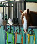 Two horses in stall with Four Pack Horse Bridle Rack Hooks, Heavy Duty Metal Wall Mount Bridle Holder Bracket With Screws visible