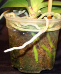 Liquid Orchid Fertilizer For All Orchid Species And Types, Quick Acting Plant Food roots and substrate in a clear plastic pot.