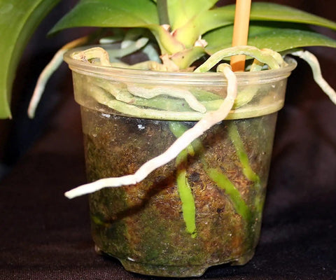 Liquid Orchid Fertilizer For All Orchid Species And Types, Quick Acting Plant Food roots and substrate in a clear plastic pot.