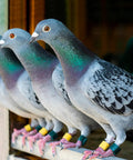 Group of pigeons standing in line, suitable for Probiotics Extra Strength For Pigeons With Immune Support And Digestive Health 100 Tablets