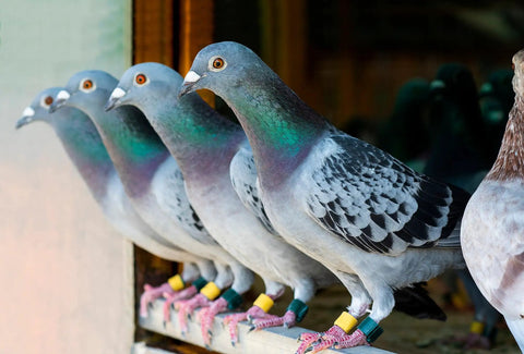 Group of pigeons standing in line, suitable for Probiotics Extra Strength For Pigeons With Immune Support And Digestive Health 100 Tablets