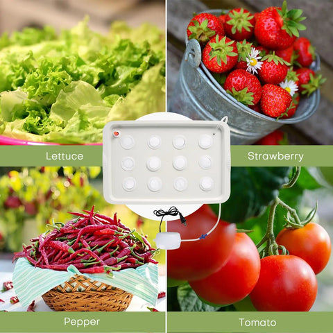 Hydroponic Growing Kit With Air Pump 12 Hole Soilless Grow Box For Herbs Lettuce And Veggies Indoor Garden