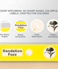 48 Piece Prepared Microscope Slides Set for Stereo Microscope, Plant Insect and Animal Tissue Specimens, Ideal Education Tool for Classrooms and Home Science Labs. Dandelion fuzz slide box