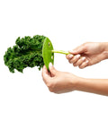 Zero Stress Leaf Stripper For Fresh Kale And Collard Greens With Super Sharp Curved Cutting Edge Quick Herb Chopper Kitchen Gadget in use with kale.