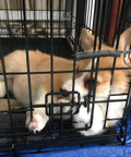 Front view of black metal rabbit cage with a spring latch on the door; sleeping rabbit inside.