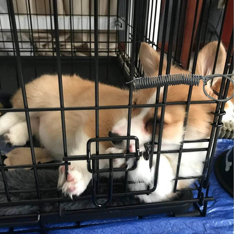 Front view of black metal rabbit cage with a spring latch on the door; sleeping rabbit inside.