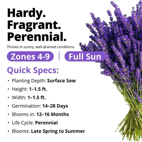 Grab Over 1500 Non GMO English Lavender Seeds for Indoor and Outdoor Planting Vera Variety High Germination True English Lavender Seed for Fragrance and Oil Quality