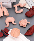 8 Pack Mini Human Body Organ Models For Kids And Students, 3D Realistic Anatomy Set Featuring heart, brain, lungs, stomach, liver, kidneys, intestines