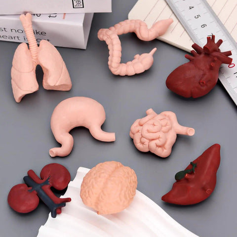 8 Pack Mini Human Body Organ Models For Kids And Students, 3D Realistic Anatomy Set Featuring heart, brain, lungs, stomach, liver, kidneys, intestines
