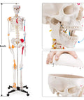 Life Size Human Skeleton Model With Spinal Nerves, Muscle Insertion And Origin Points, Removable Calvarium And Legs, Detailed Joint Ligaments
