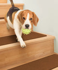 Dog walking on stairs with Toffee Brown Skid Resistant Carpet Stair Treads Set Of 15, 8 By 30 Inches, No Slip Rubber Backing
