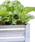 Close-up of Beefy Galvanized Raised Garden Bed 8x4x1 Ft With Overlapping 4 Inch Panels And 4 Support Bars filled with greens.