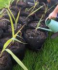 Watering plants in 200 pack breathable plant grow bags 5.5 by 6.3 inch biodegradable nonwoven seedling pots, outdoor gardening