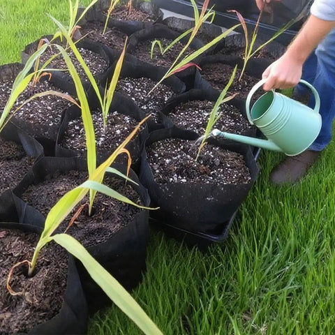 Watering plants in 200 pack breathable plant grow bags 5.5 by 6.3 inch biodegradable nonwoven seedling pots, outdoor gardening