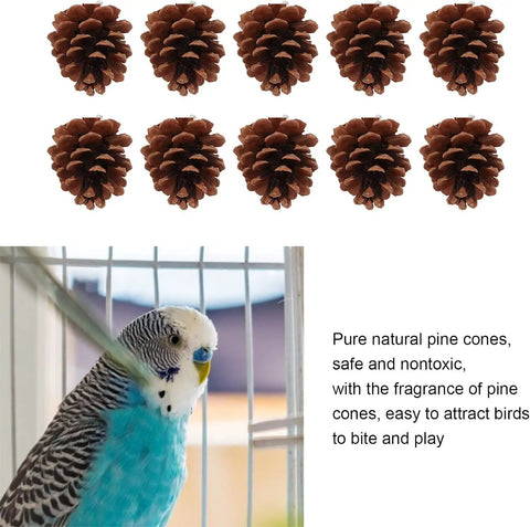 10 Pack Real Pine Cone Bird Chew Toys With Sturdy Mounting Nuts For Parakeets Cockatiels And Budgies, shown with a budgie.