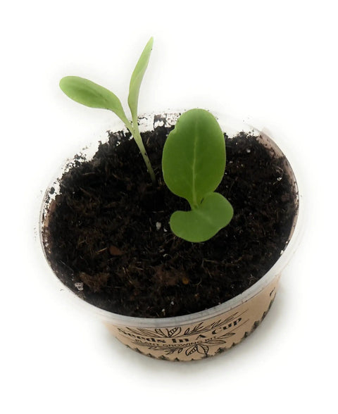 Young seedling in soil from All In One Plant Growing Kit for Indoor Garden With 60 Plus Varieties Including Basil Lettuce Tomatoes And Strawberries Recyclable Cups Soil Included Easy Setup Perfect Starter For Home Gardeners
