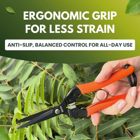 Top Notch Pro Grade Japanese Harvesting Shears With Straight 58 Millimeter Blade Black Fluorine Coated Stainless Steel in garden.