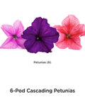 Petunia Cascading Seed Pod Kit For Indoor Hydroponic Garden, 6 Pod Pack showing trio of colorful petunia blooms.