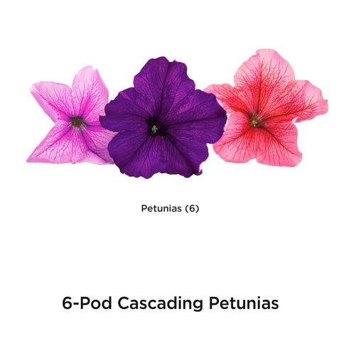 Petunia Cascading Seed Pod Kit For Indoor Hydroponic Garden, 6 Pod Pack showing trio of colorful petunia blooms.