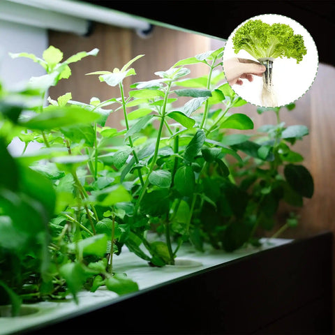 100 Pack Grow Sponges And Seed Pods Replacement For AeroGarden Mold Free Root Growth Sponges Kit with plants in a hydroponic system