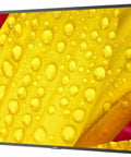 Top Tier 65 Inch 4K HDR Commercial Display Monitor Engineered For Bold Presentations And Sleek Digital Signage showing vivid yellow flower detail.