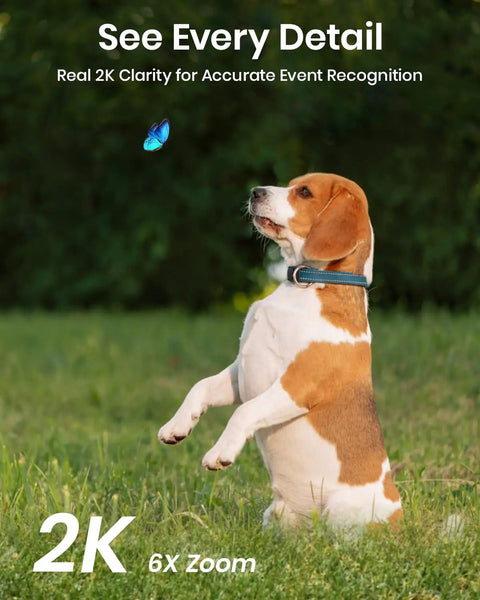 Beagle in grass captured by 2K Add-On Camera For WirelessCam And SolarCam, Works With aosuBase, Night Vision with Spotlight