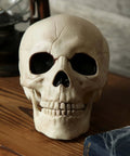 Six Inch Realistic Skeleton Skull Prop With Movable Jaw Made From All Weather Plastic Ideal For Halloween Decor Closeup
