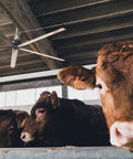 Industrial Grade 24 Ft HVLS Ceiling Fan With Built In VFD Brushless Motor And Remote Control in a barn with cows. 24ft fan cooling animals.