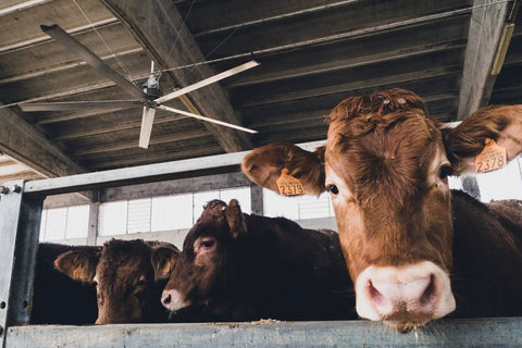 Cows in a barn with a 20 Foot HVLS Ceiling Fan With Brushless Motor And Built In Inverter Remote for airflow.