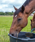 Horse drinking from stock tank with Automatic Stock Tank Float Valve For Livestock Waterer Trough With Safe Auto Water Level Control No More Night Checks Prevents Overfill And Flooding Easy Farm Water Management For Ranch Barn Yard.