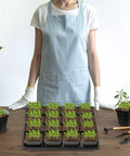 Person in apron with 2.4 Inch Square Seedling Pots With Drain Holes, 80 pcs plus 5 seed starter trays on a table.