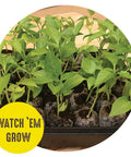 Seed Starting Greenhouse Kit For Tomatoes And Vegetables, 16 Biodegradable Expanding Peat Pellets with growing seedlings